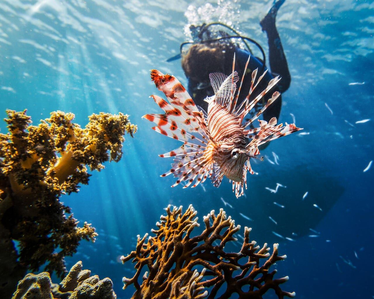 Experience Thailand’s snorkeling with guided tours